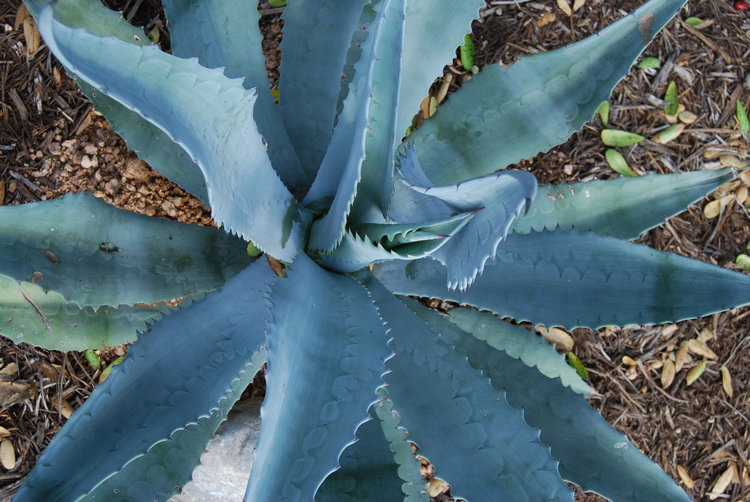 Blue agave benefits for hair, skin, and nails, nutritional information   The Butters Hygienics Co.