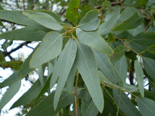 Eucalyptus Essential Oil benefits for hair, skin, and nails, nutritional information