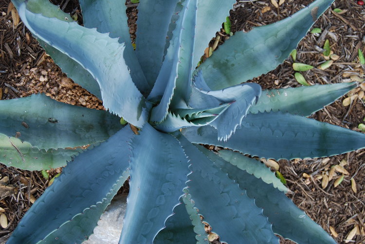 Blue agave benefits for hair, skin, and nails, nutritional information