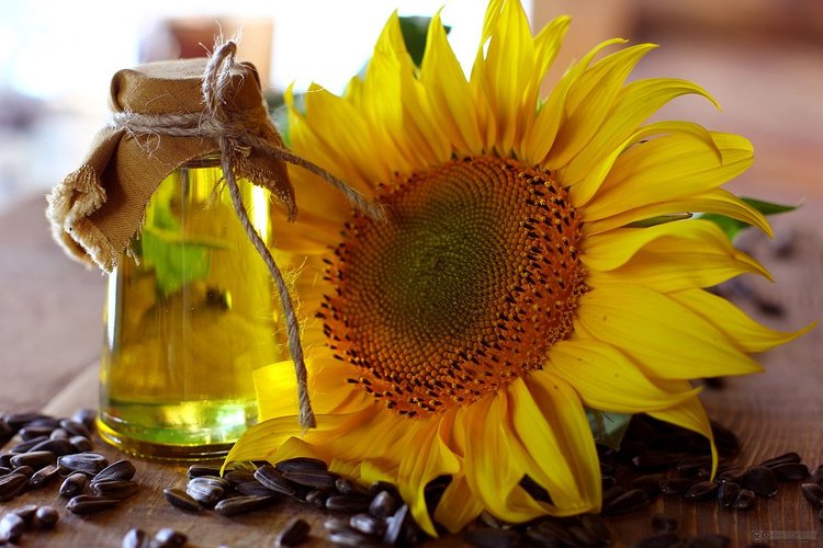 Sunflower Seed Oil benefits for hair, skin, and nails, nutritional information