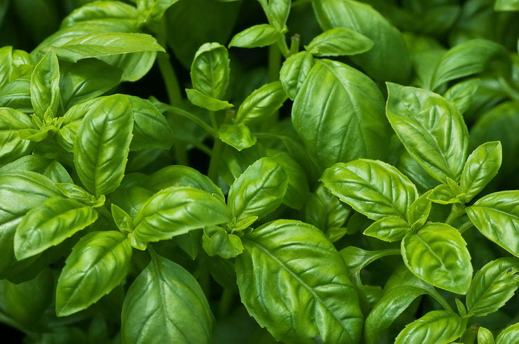 Basil Essential Oil benefits for hair, skin, and nails, nutritional information