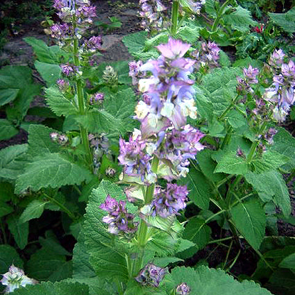 Clary Sage Essential Oil benefits for hair, skin, and nails, nutritional information