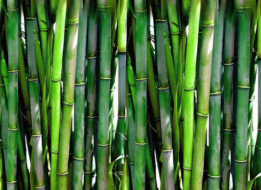 Bamboo Extract benefits for hair, skin & nails