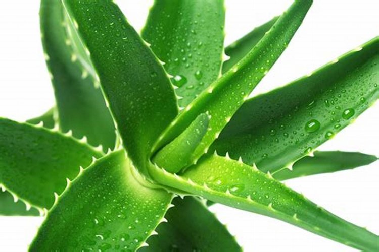 Aloe Vera Juice, Gel, & Extracts Benefits for Skin, Hair, & Nails