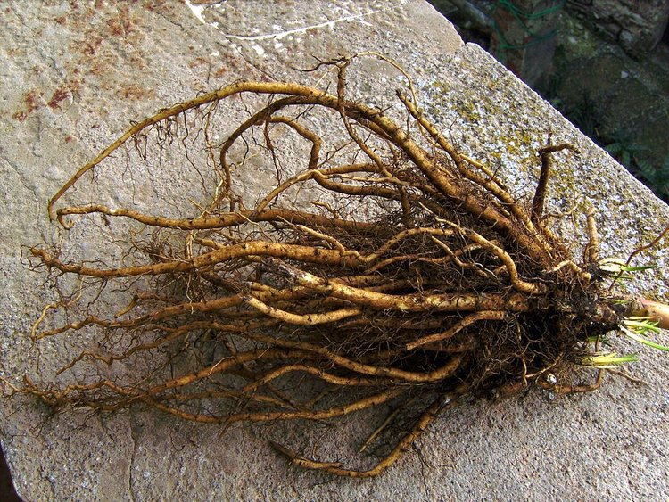 Marshmallow root benefits for hair, skin, and nails, nutritional information