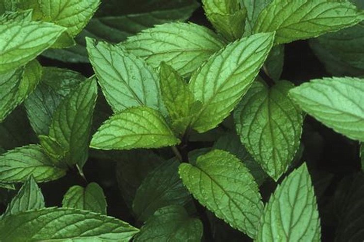 Peppermint Essential Oil benefits for hair, skin, and nails, nutritional information