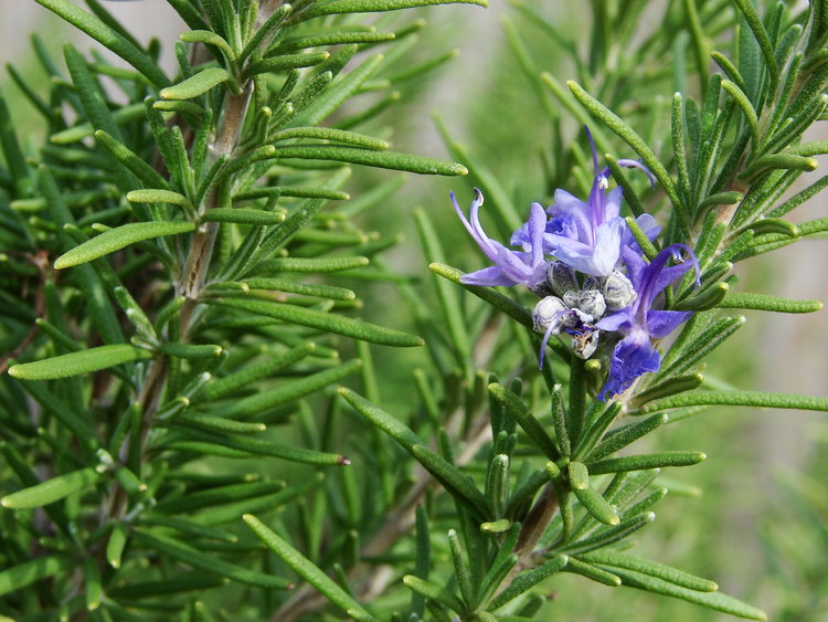 Rosemary Essential Oil benefits for hair, skin, and nails, nutritional information