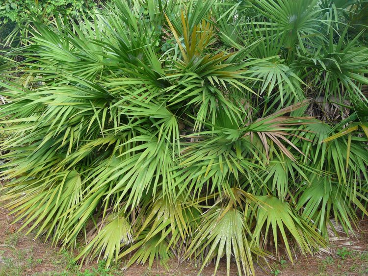 Saw palmetto benefits for hair, skin, and nails, nutritional information
