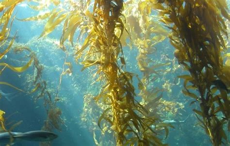 Sea kelp, sea weed benefits for hair, skin, and nails, nutritional information