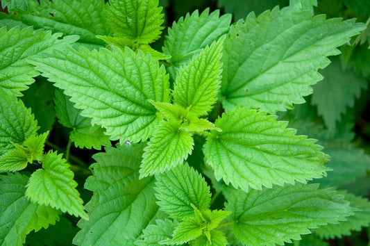 Stinging Nettles benefits for hair, skin, and nails, nutritional information