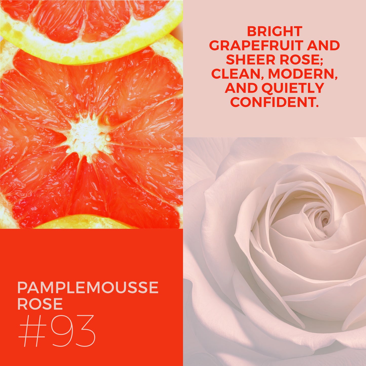 Pamplemousse Rose #93 "Clarity & Confidence" - Aloe X Shea Body Moisturizer