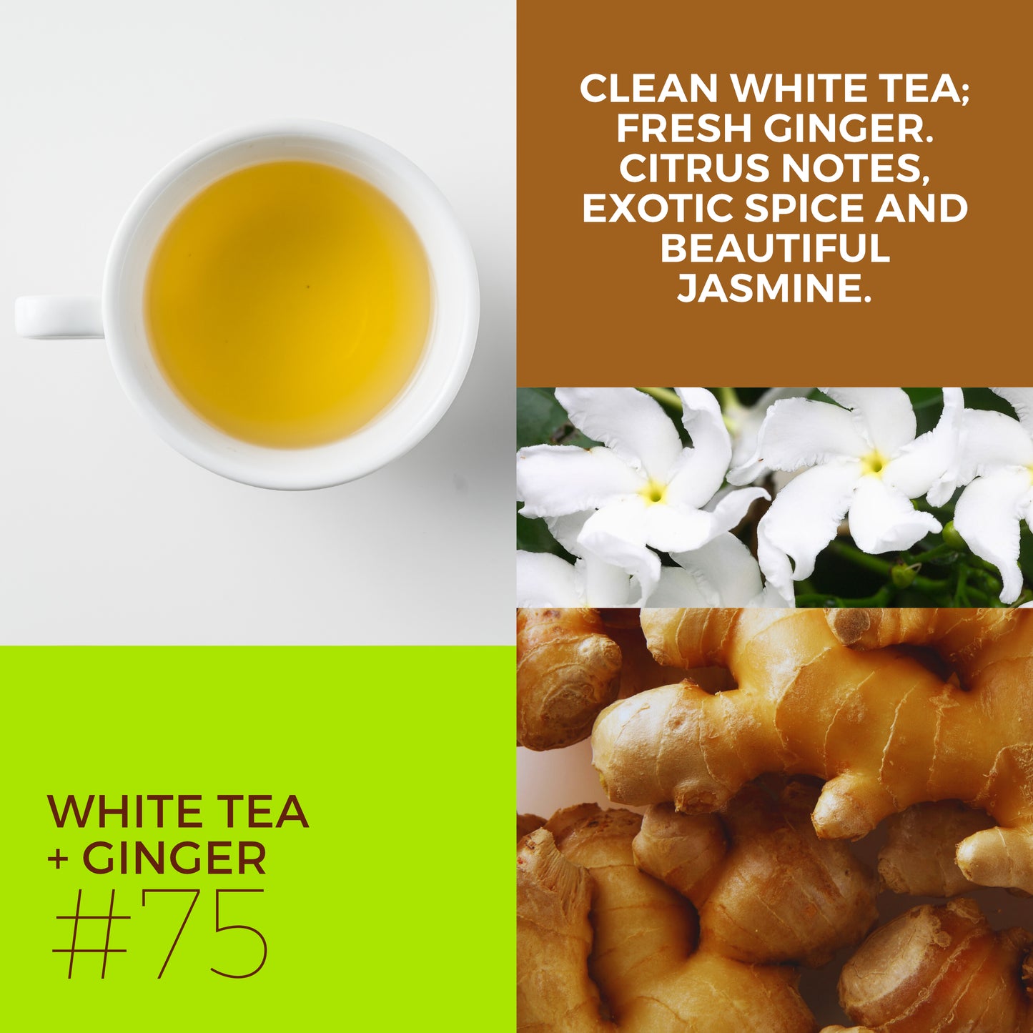 White Tea + Ginger #75 "Focus & Fortitude" - Aloe X Shea Body Moisturizer *2026 Signature Scent*